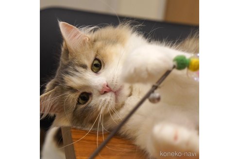 よもぎちゃん1枚目